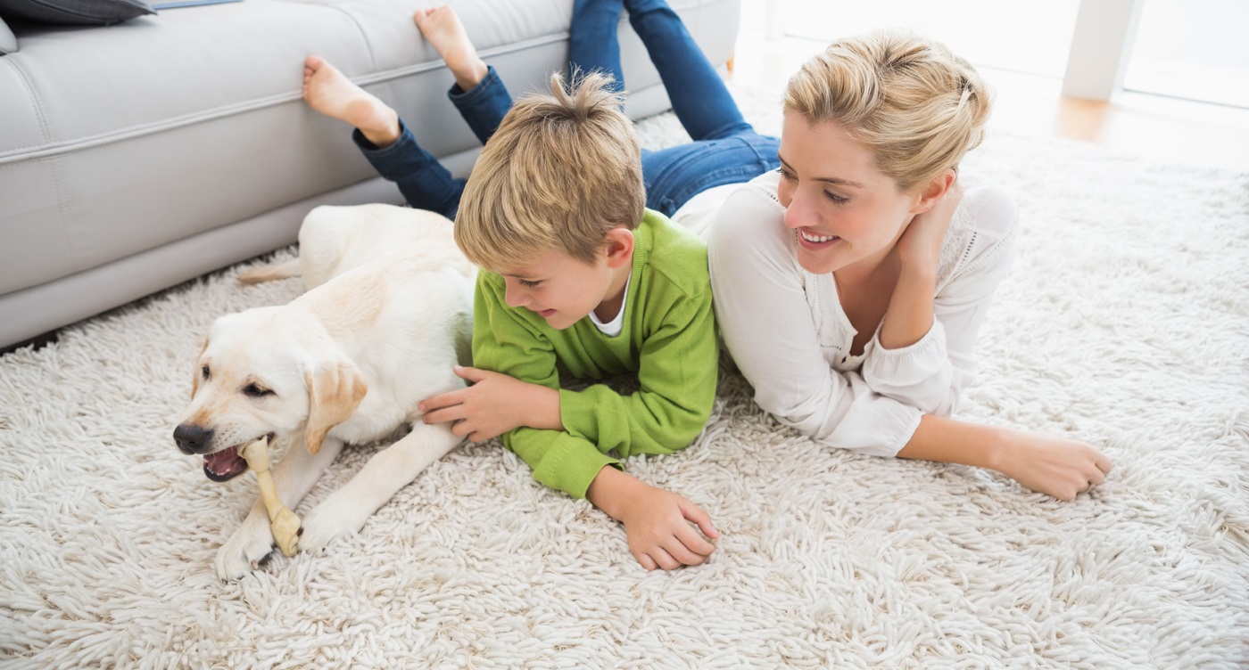 Facts Northern Beaches Homeowners Should Know About Carpet Cleaning